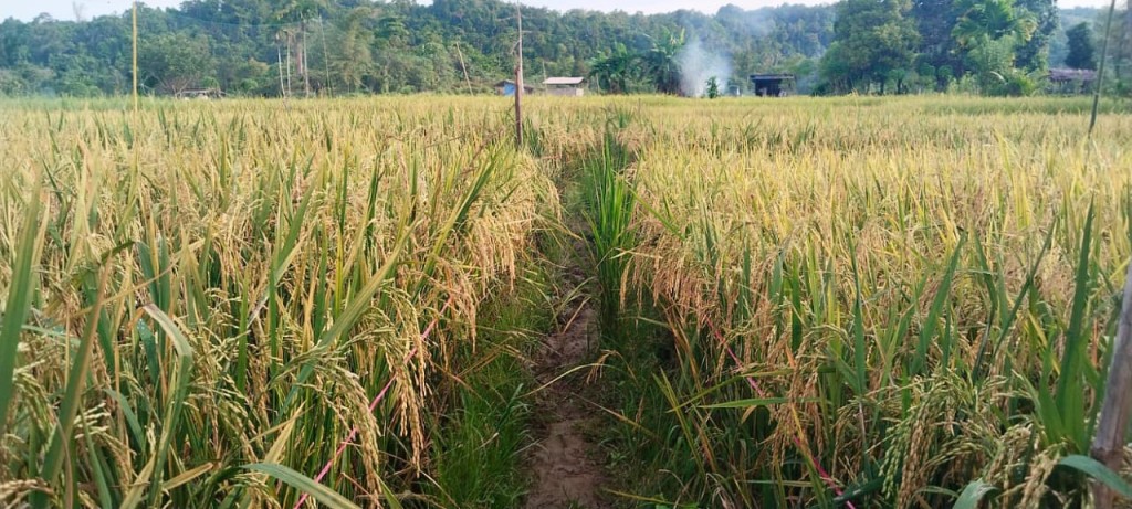 Persawahan desa Lasikin mempunyai dua bagian yaitu persawahan Nanangkeng dan persawahan Anudayan
