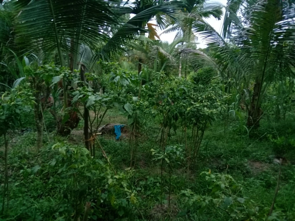 Kebun Palawija Desa Lasikin Menjadi Potensi Pertanian yang Menjanjikan